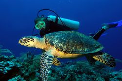 Roatan, Honduras. by Shawn Jackson 